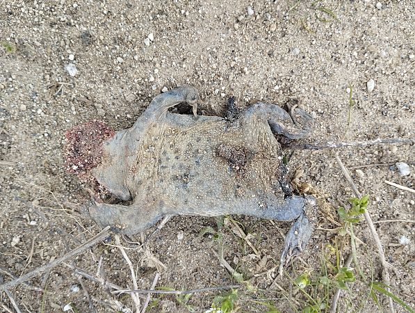 Gripau corredor  - Joan Pujol Collet