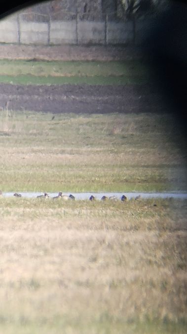 cyraneczka  - Anna Kamilewicz-Wicik