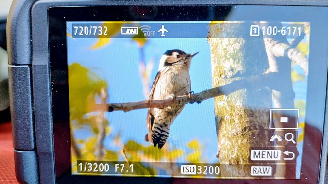 Picchio rosso minore  - Battisti Andrea