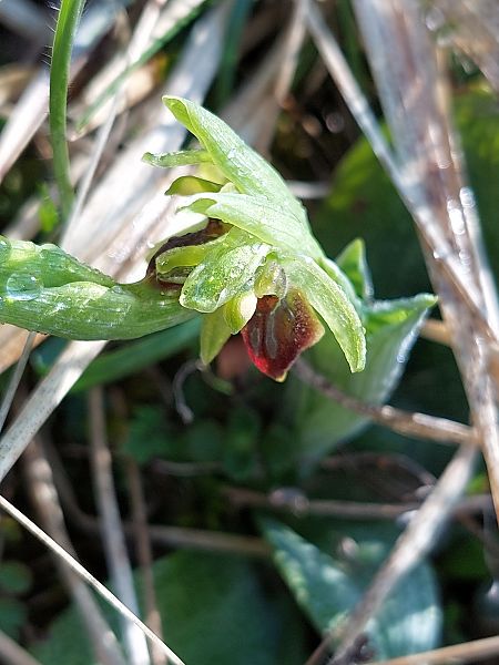 Ophrys araneola  - Bernard Sonnerat
