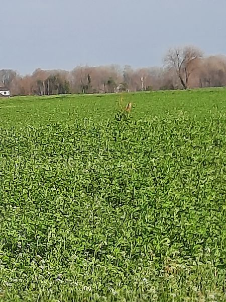 Strillozzo  - Bassano Riboni