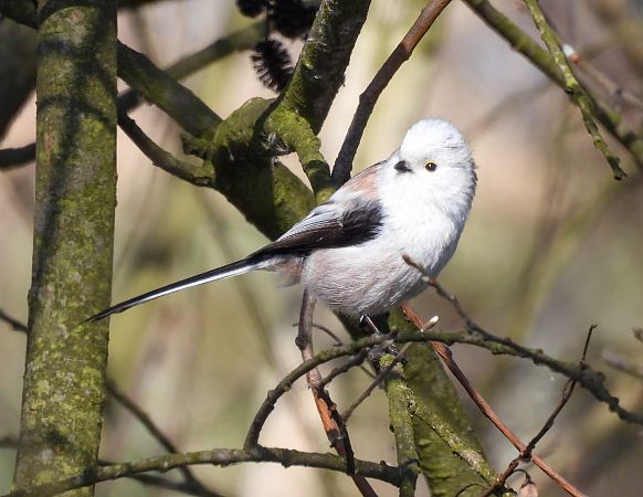 raniuszek  - Natalia Gorczowska
