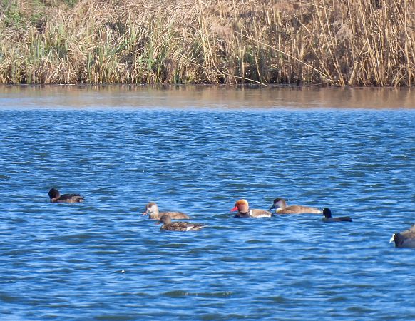 hełmiatka  - Natalia Gorczowska