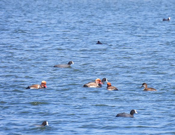 Red-crested Pochard  - Natalia Gorczowska