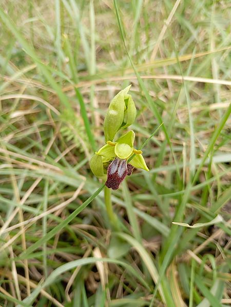 Ophrys indet. group. fusca  - Joan Ventura