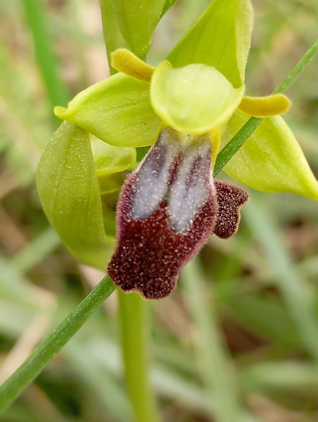 Ophrys indet. group. fusca  - Joan Ventura