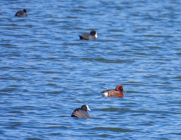 podgorzałka  - Natalia Gorczowska