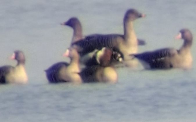 Rothalsgans  - Grzegorz Kaczorowski