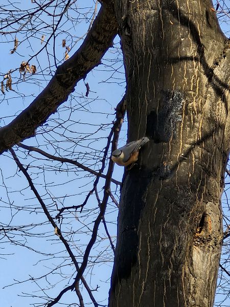 kowalik  - Tomasz Zarzycki