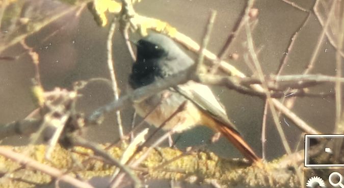 kopciuszek  - Michał Polakowski