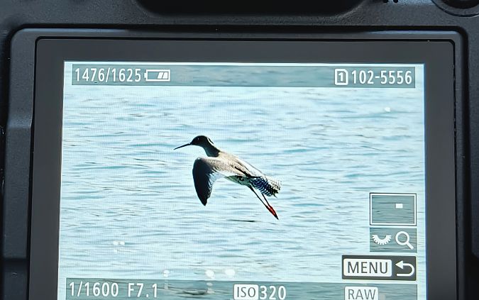 krwawodziób  - Ryszard Dworak