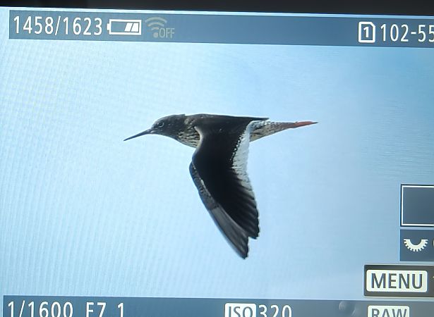 Rotschenkel  - Ryszard Dworak