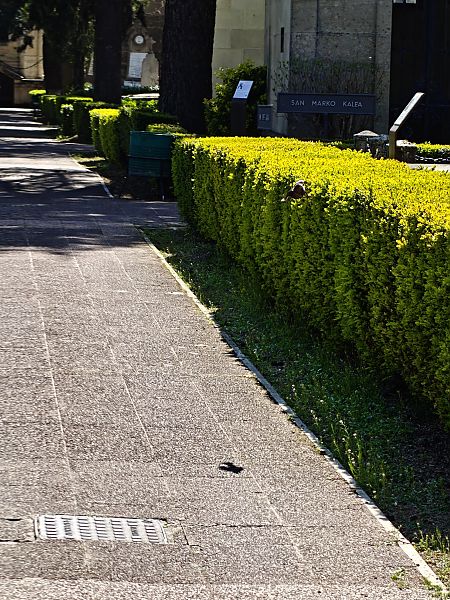 Zozo arrunta  - Vanesa López Vázquez