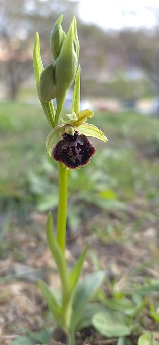 Ophrys passionis  - Xavi Escobar