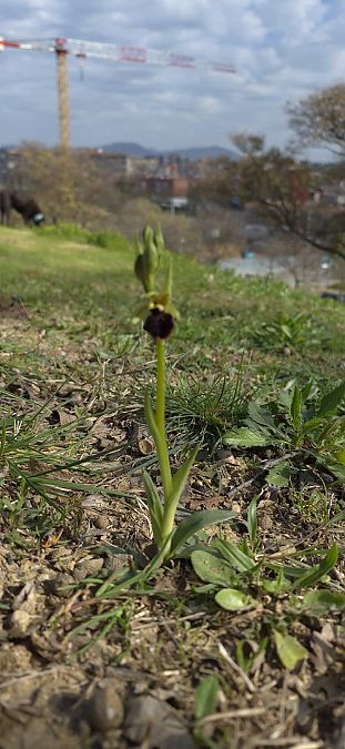 Ophrys passionis  - Xavi Escobar