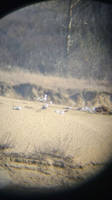 Steppenmöwe  - Anna Kamilewicz-Wicik