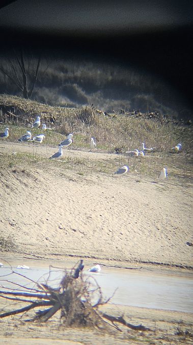 mewa białogłowa  - Anna Kamilewicz-Wicik