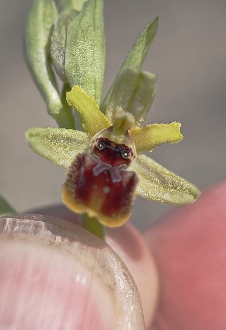 Ophrys litigiosa  - Alain Bultez
