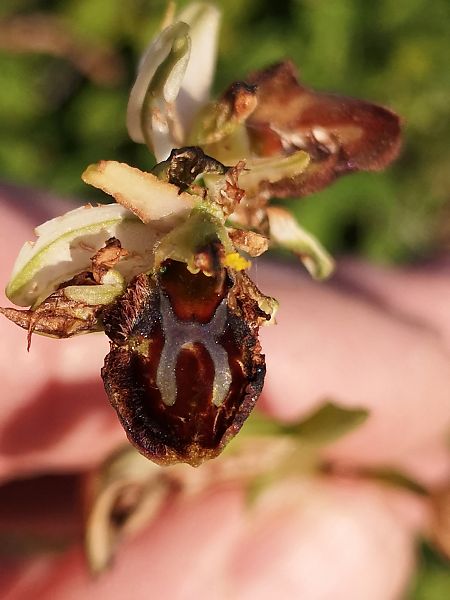 Ophrys panormitana var. praecox  - Richard Fay