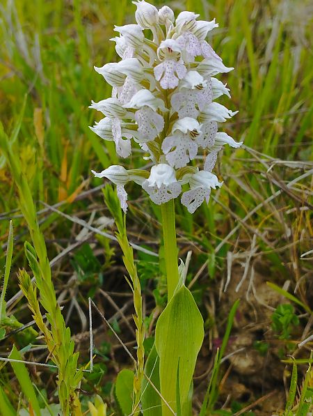 Neotinea lactea  - Gérard Joseph