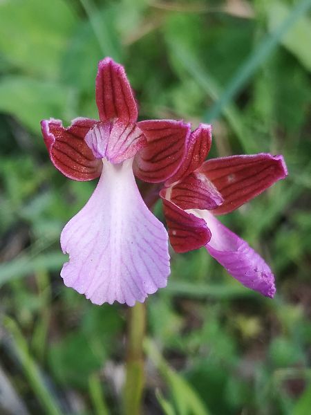 Anacamptis papilionacea  - Richard Fay