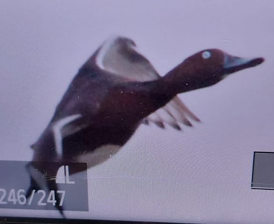 Moretta tabaccata  - Gianluca Congi