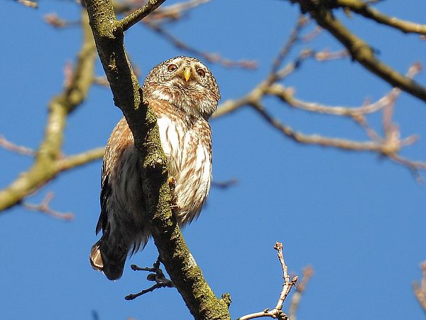 Sperlingskauz  - Kacper Mikulski