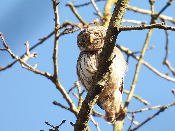Sperlingskauz  - Kacper Mikulski