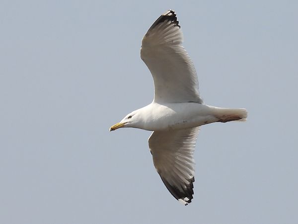 Steppenmöwe  - Kacper Mikulski