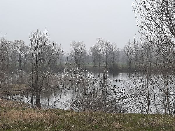 Marangone minore  - Bassano Riboni