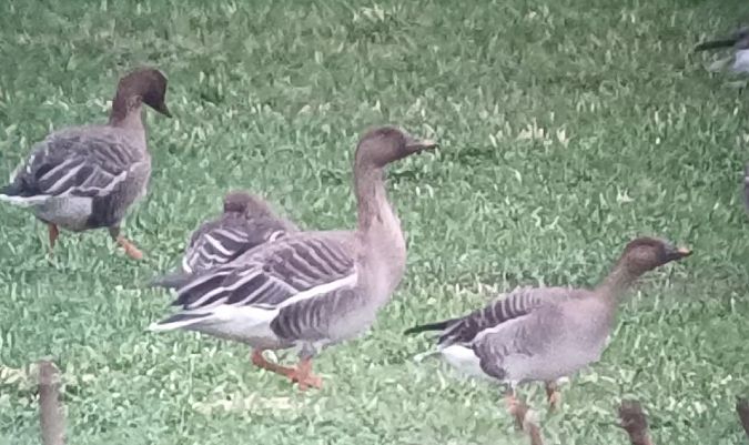 Waldsaatgans  - Michał Polakowski