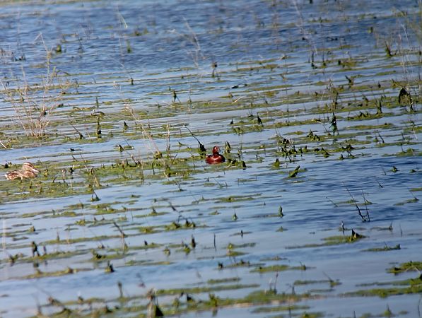 Morell xocolater  - Aurélie Guégnard