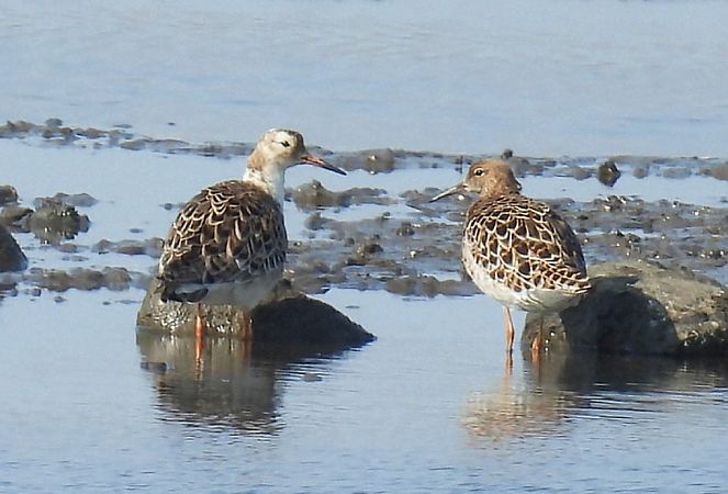 Combattant varié  - Kacper Mikulski