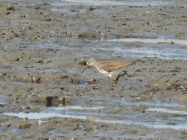 samotnik  - Kacper Mikulski