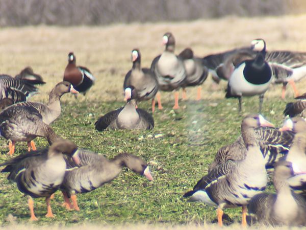 Bernache à cou roux  - Łukasz Budny