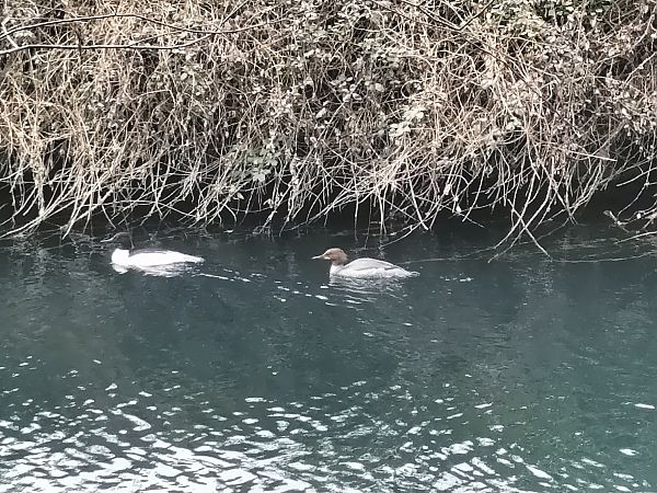 Smergo maggiore  - Marusca Coccoli