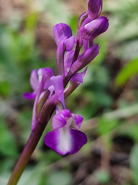 Anacamptis champagneuxii  - Diane Raibaut