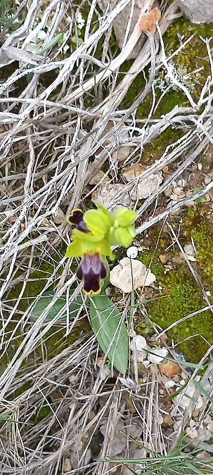 Ophrys bilunulata  - Gerard Chassan