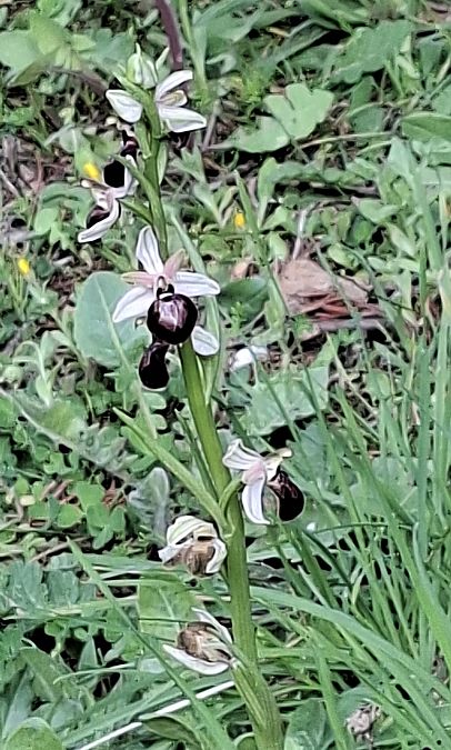Ophrys bombyliflora  - Philippe Fortini