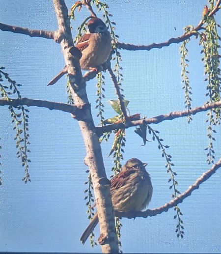 Gratapalles  - Ferran Pujol