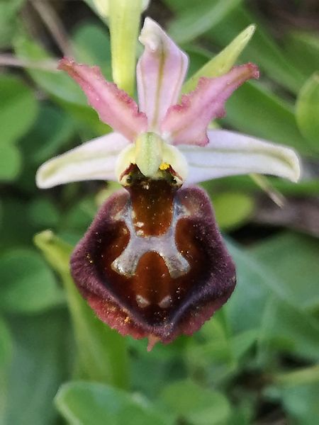 Ophrys morisii  - Richard Fay