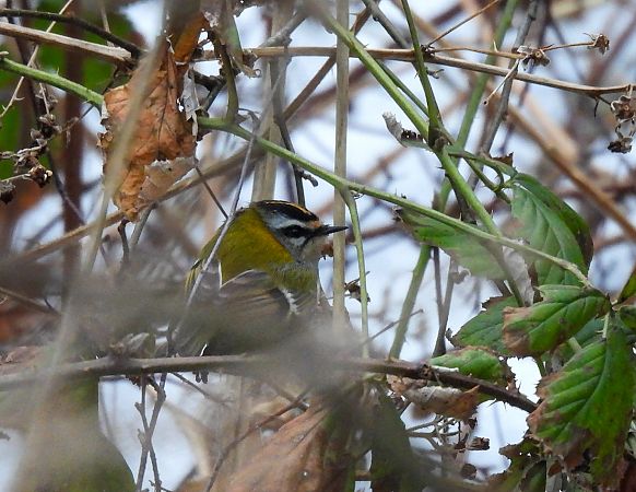 zniczek  - Natalia Gorczowska