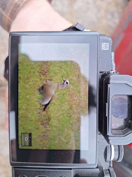 gęsiówka egipska  - Bartosz Zwoliński