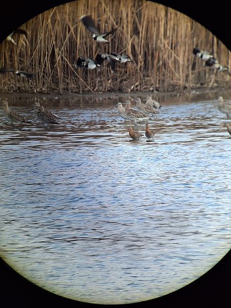Barge à queue noire  - Elena Ballenthien