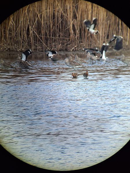 Barge à queue noire  - Elena Ballenthien
