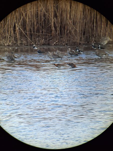 Barge à queue noire  - Elena Ballenthien