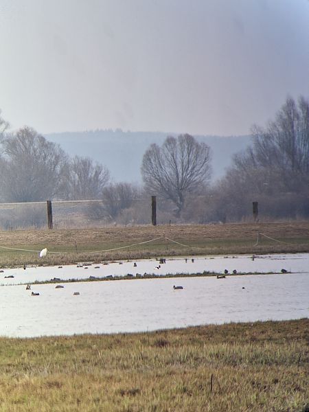 ohar  - Bartosz Zwoliński