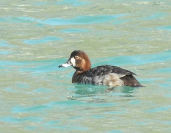 Moretta grigia  - Matteo Toller