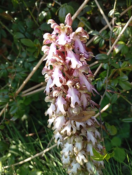 Barlia robertiana  - Aurélie Guégnard
