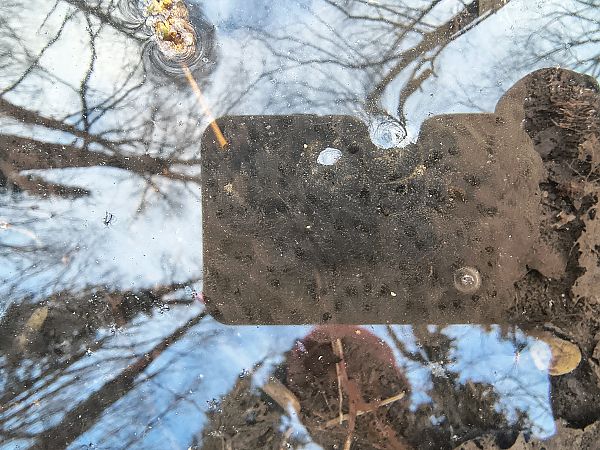 Rana dalmatina  - Mirko Enea